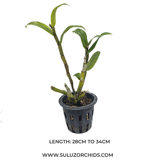 Dendrobium Fromosum (FORMOS) Rare Exotic Orchid