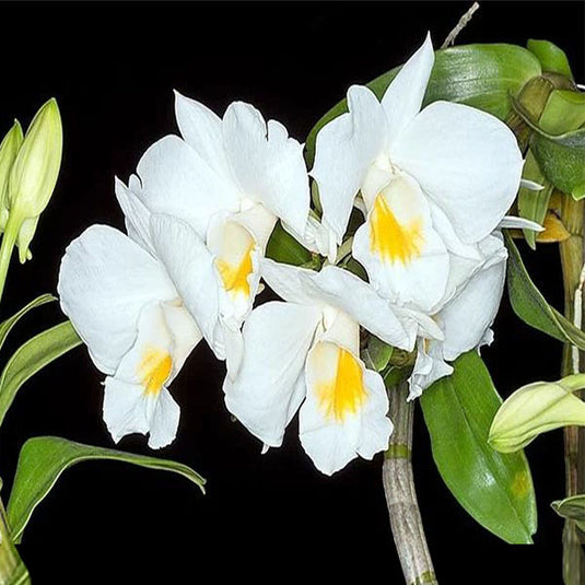 Dendrobium Fromosum (FORMOS) Rare Exotic Orchid