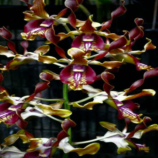 Dendrobium Exotic Orchid Plant Dendrobium Jairak Spider no.759 x Den. Alistair Martyn Chew x Den. SMOU Mature