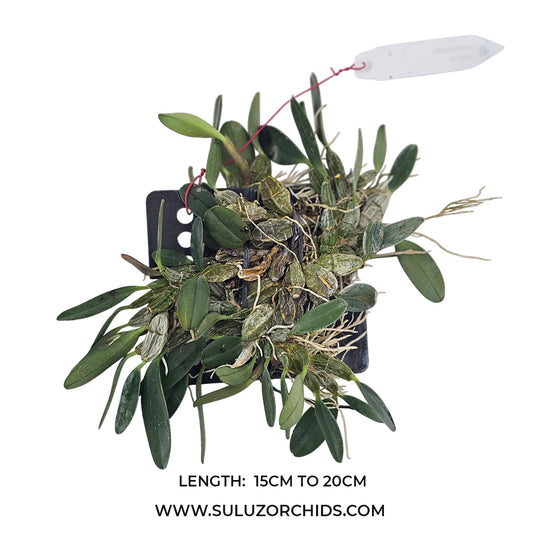 Dendrobium Jenkinsii (JENKINS) Rare Exotic Orchid