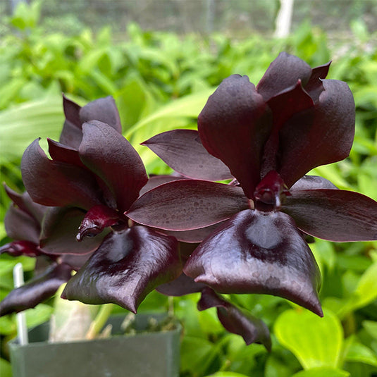 Dendrobium Exotic Orchid Plant Monnierara Millennium Magic 'Witchcraft' AM/AOS Mature