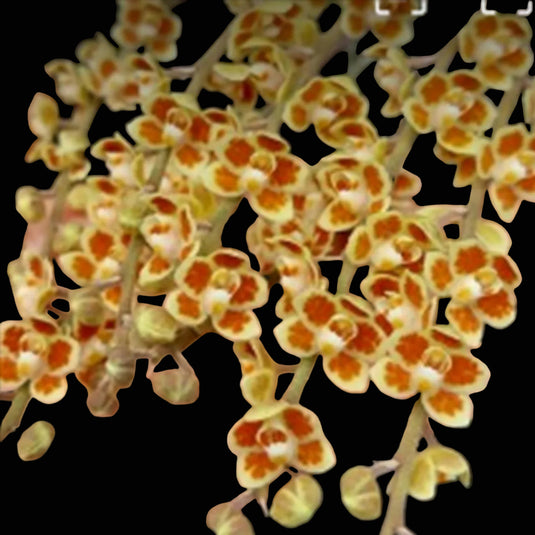 Dendrobium Orchid Chiloschista Lunifera x Chiloschista Viridiflava Rare Exotic Plant
