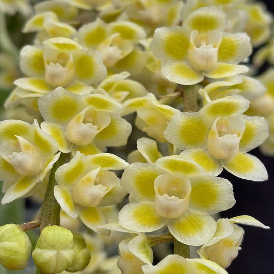 Dendrobium Orchid Chiloschista Viridiflava Rare Exotic yellow flower