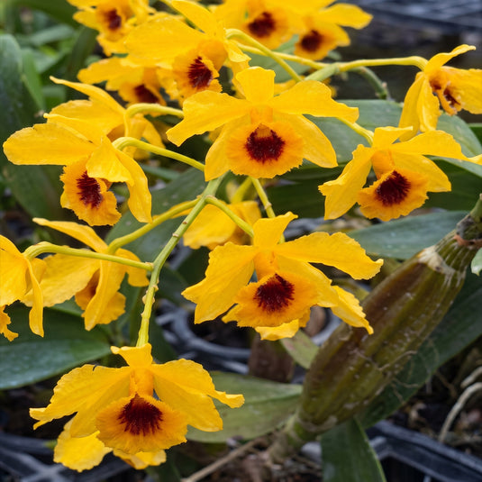 Dendrobium Orchid Chrysotoxum Var.Suavissimum Rare Exotic Plant