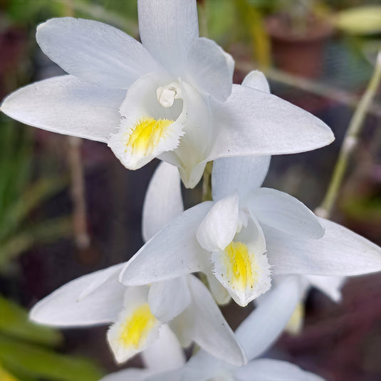 Dendrobium Orchid Crumenatum Rare Exotic Plant