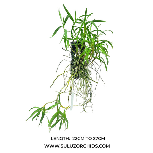 Dendrobium Orchid Hercoglossum Alba Rare Exotic Plant