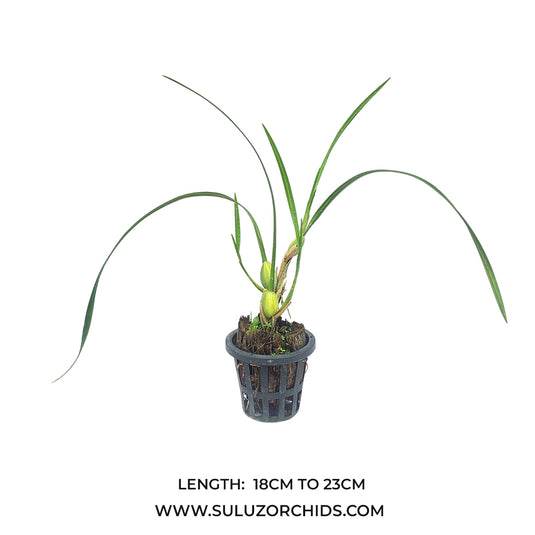 Dendrobium Orchid Maxillaria Tenuifolia 'Variegata' Rare Exotic Plant