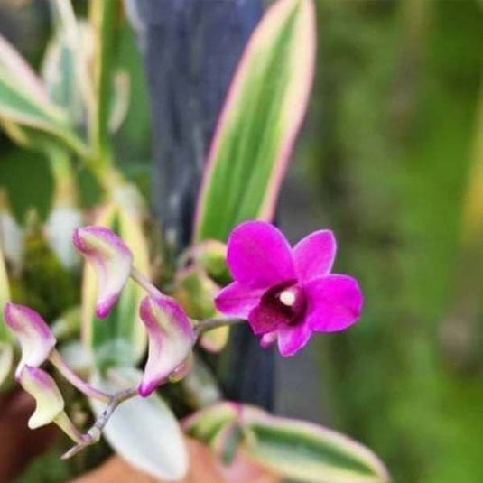 Dendrobium Exotic Orchid Verigated Bushy Plant Seedling