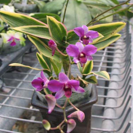 Dendrobium Exotic Orchid Plant Varigated Mature