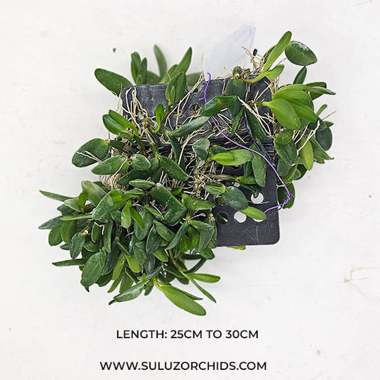 Dendrobium Pachyphyllum ( PACHYPL ) Rare Exotic Orchid