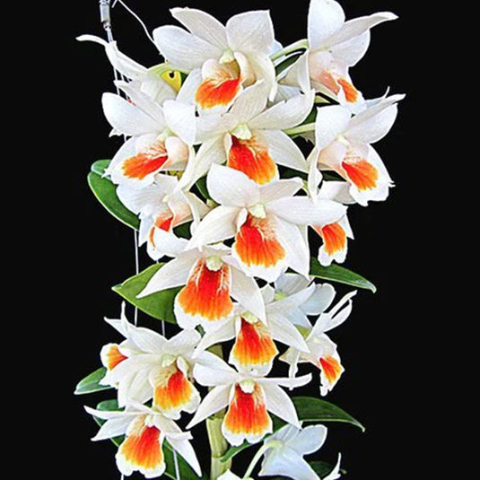 Dendrobium Exotic Orchid Plant Rungkamol Mature