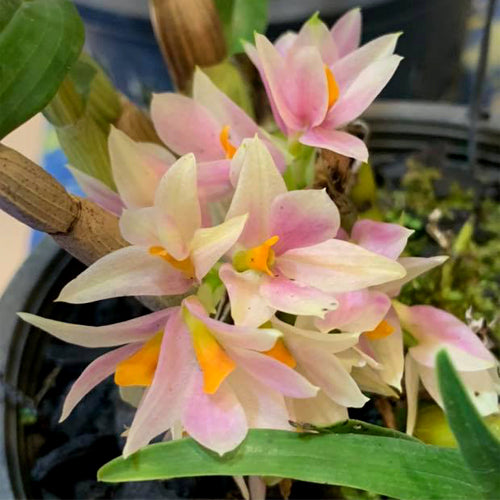 Dendrobium Exotic Orchid Plant Sakurako Hybrids Mature