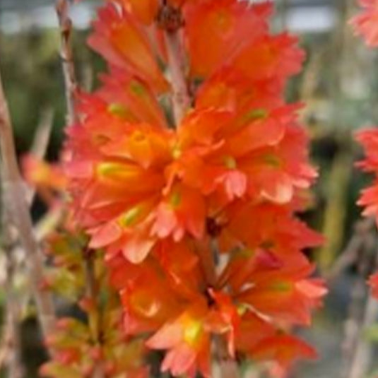 Dendrobium Orchid Faciferum Exotic Plant