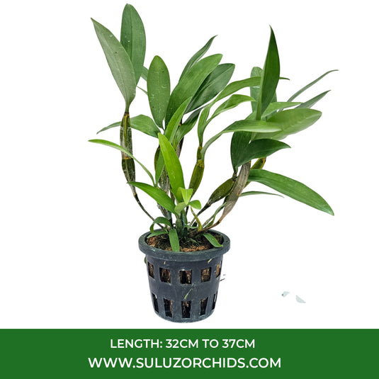 Dendrobium Orchid farmeri 'Pink' Exotic Plant