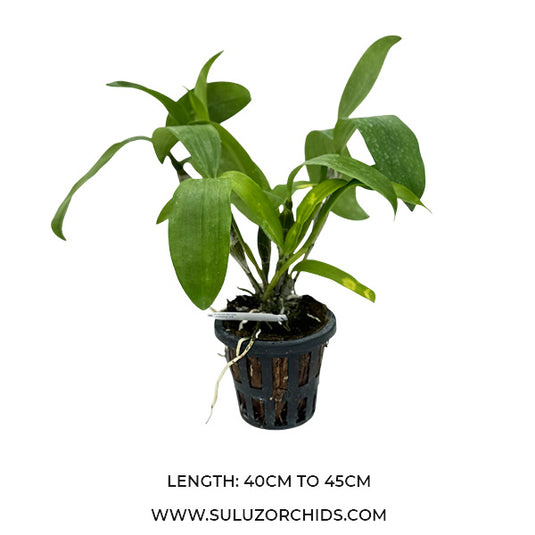 Dendrobium Farmerii Alba ( FARMER AB ) Rare Exotic Orchid