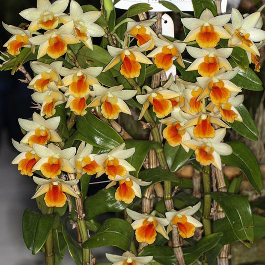 Dendrobium Exotic Orchid Plant Frosty Dawn x Dawn Malke Orange Hybrids Mature