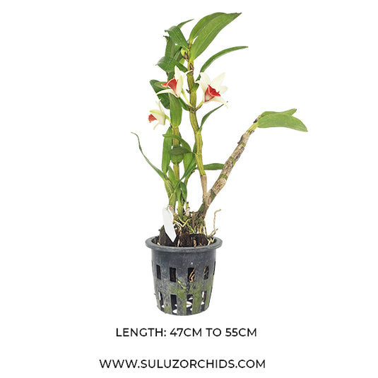 Dendrobium Frosty Dawn Rare Exotic Orchid