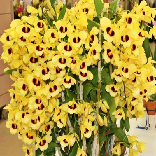 Dendrobium Orchid Gatton Sunray Exotic Plant