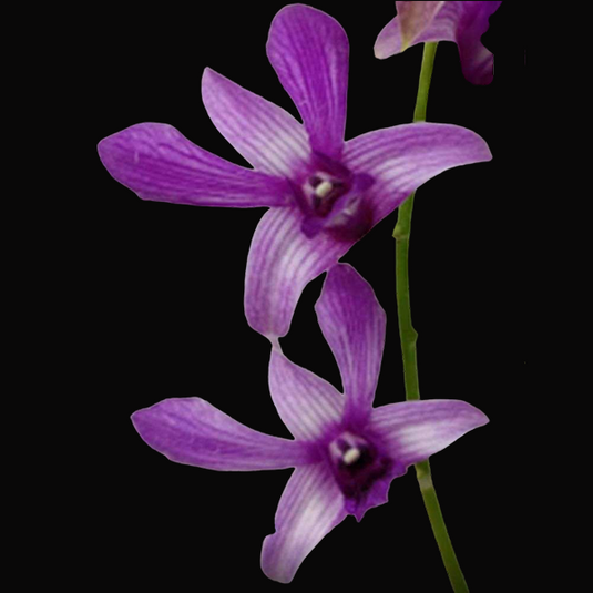 Dendrobium Orchid GD RCOS - Seedling