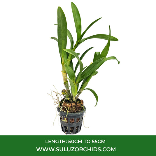 Dendrobium Orchid Genting Royal Mature Bushy Plant - Ready To Flower