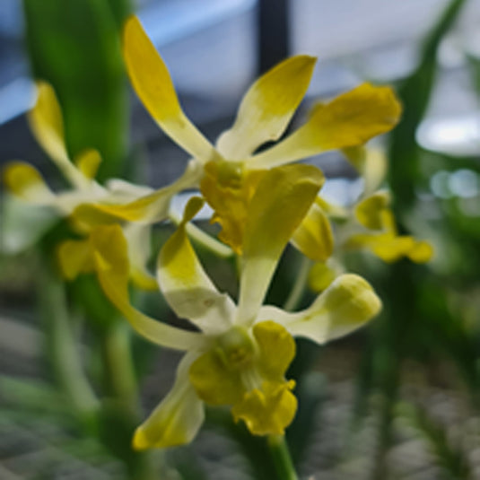 Dendrobium Orchid Plant Gentting Royal- Seedling