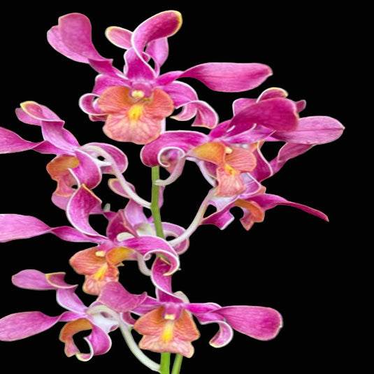 Dendrobium Orchid Plant Goddess of Fire #1026 - Seedling