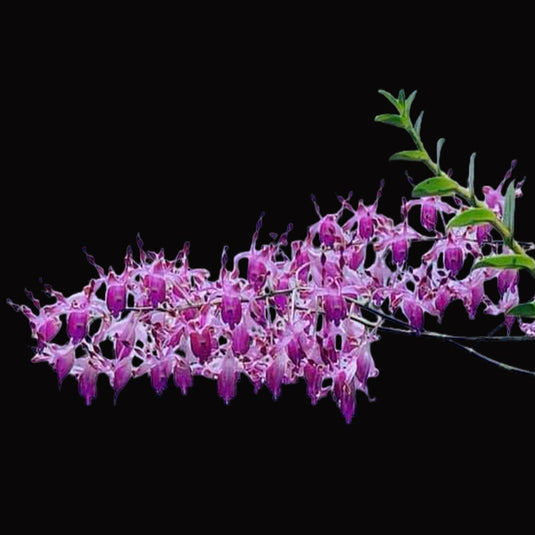 Dendrobium Orchid Helix x Lasianthera # 206 - Seedling