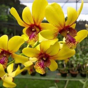 Dendrobium Orchid Jaid Gold x Boonchu Gold- Medium Stage