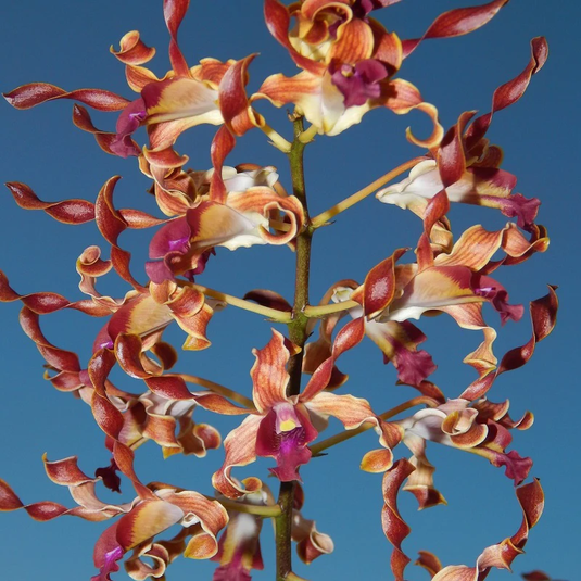 Dendrobium Exotic Orchid Plant Jairak Antilope x (Den. Alistair Martyn Chew x Den. SMOU) Mature