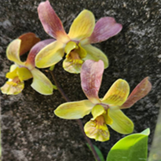 Dendrobium Orchid Plant Jairak Min- Seedling