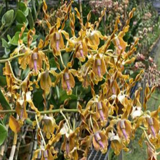 Dendrobium Exotic Orchid Plant Jairak Spider 'Brown' x Den. lasianthera Mature