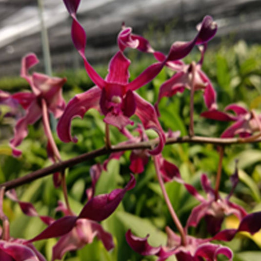 Dendrobium Orchid Plant (King Corbar x lasianthera) #27 - Seedling