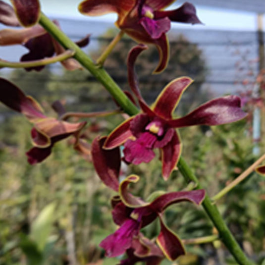 Dendrobium Orchid Plant (King Corbar x lasianthera) #419 - Seedling