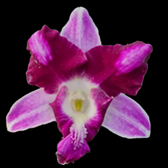 Dendrobium Orchid Plant Den.King Dragon #09- Seedling