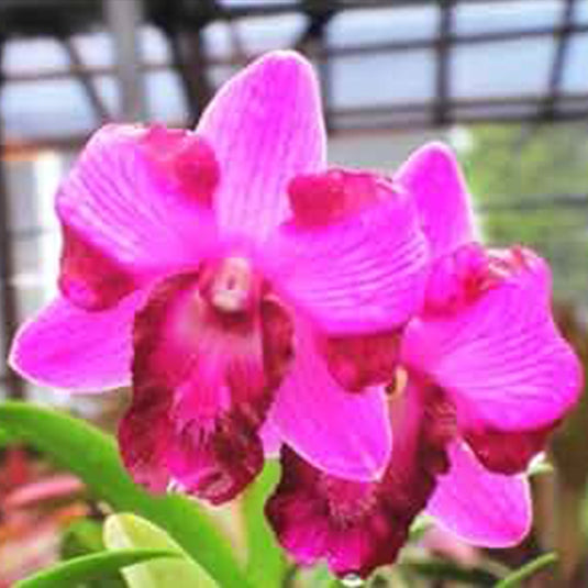 Dendrobium Orchid Plant - King Dragon #43- Seedling
