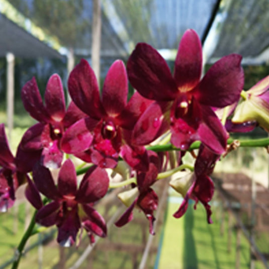 Dendrobium Orchid Koyote Red bright red flower