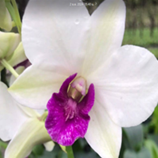 Dendrobium Orchid Ladmayom Charming white flower with magenta purple lip