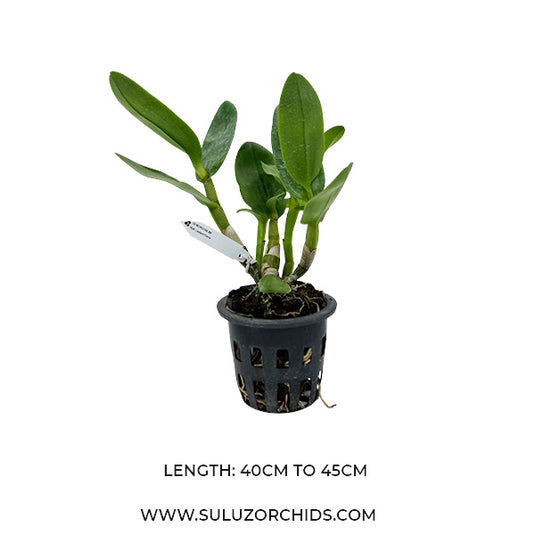 Dendrobium Lasianthera Rare Exotic Orchid