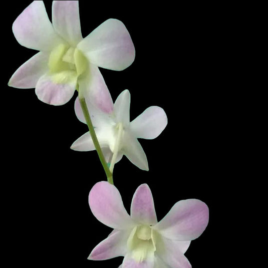 Dendrobium Orchid Lucian Pink Thanida Pink - Medium Stage