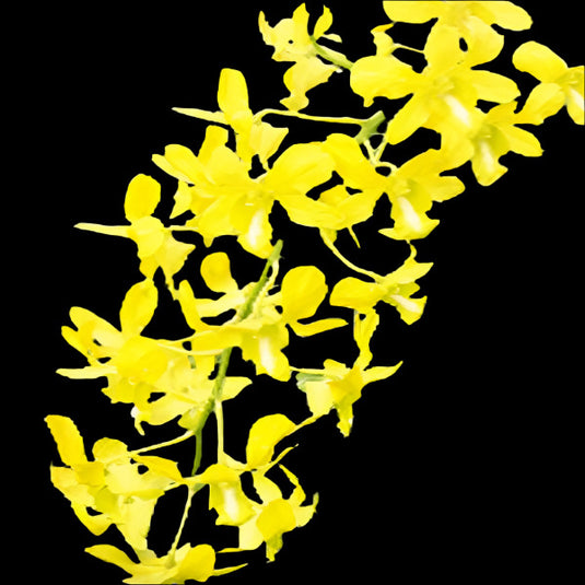 Dendrobium Orchid Plant Dendrobium Lueng DP- Seedling