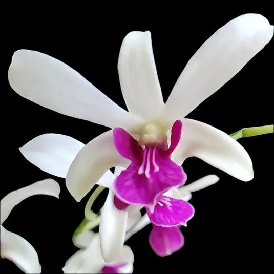 Dendrobium Orchid Meesangil x Ceaser Warawan Fragrant - Medium Stage