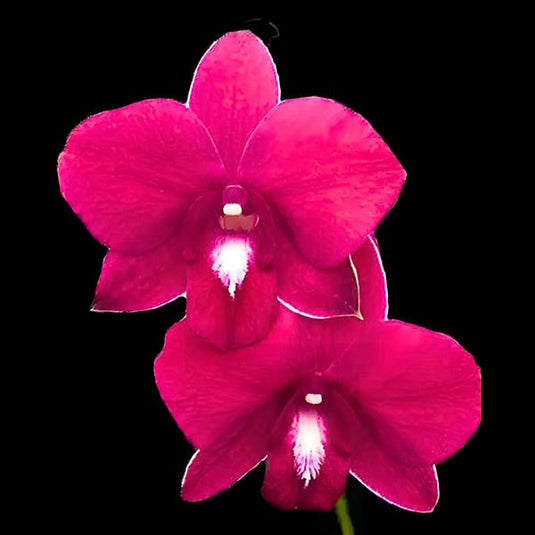 Dendrobium Orchid Mermiss x Red Maroon #1545 - Medium Stage