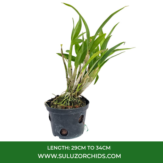 Dendrobium Orchid Mini Kai Dao Mature Bushy Plant