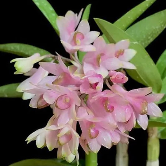 Dendrobium Exotic Orchid Plant Nicole Yoshikane Hybrids Mature