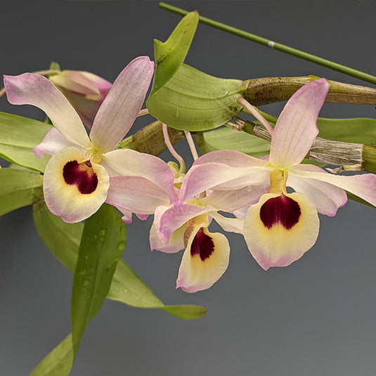 Dendrobium Exotic Orchid Plant Nobile x Friedericksianum Mature