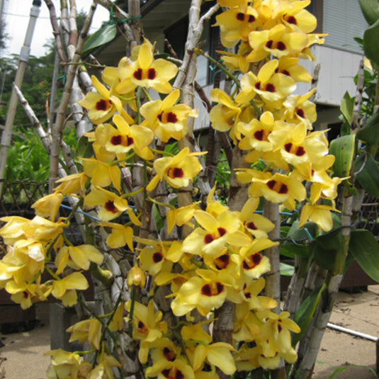 Dendrobium Exotic Orchid Plant Nobile Hybrids Mature