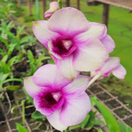 Dendrobium Orchid Plant Nopporn Pink # 297- Seedling