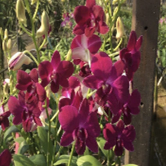 Dendrobium Orchid Plant Nopporn Red # 1463- Seedling