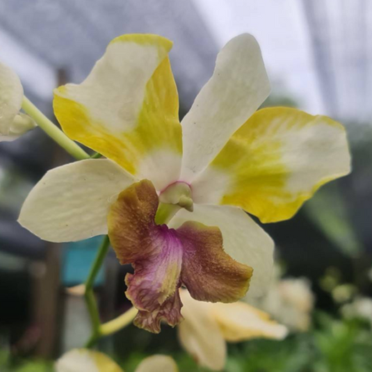 Dendrobium Orchid Plant Nopporn Star Brigght # 60 - Seedling