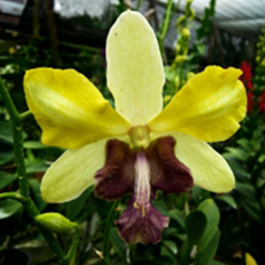 Dendrobium Orchid Plant Nopporn Star Bright - Seedling